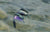 Preview image | {{ image.alt }}
